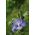 Sinihibiskus - Hibiscus syriacus - siemenet