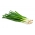 Zimná cibuľa "Carel" - Allium fistulosum - semená