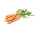 Morcov "Eskimo F1" - varietate târzie - Daucus carota - semințe
