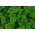 Listni peteršilj "Rizardo Verde Oscuro" - frizzled listi - Petroselinum crispum  - semena