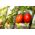 گوجه فرنگی "Cencara F1" - گلخانه ای، انواع مختلف - Lycopersicon esculentum Mill  - دانه