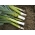 韭菜“潘乔” - 早期品种 - Allium ampeloprasum L. - 種子