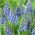 Grape hyacinth Artist – 10 pcs