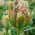 Tulipa Boa Vista - pacote de 5 peças