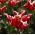 Vương miện hoa tulip thanh lịch - 5 chiếc - Tulipa Elegant Crown