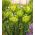 Τριαντάφυλλο πράσινο Bizarre - 5 τεμ - Tulipa Green Bizarre