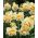 Daffodil Manly - 5 pcs; narsisis - Narcissus