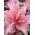 Bunga bakung ganda Asiatic - Elodie - Lilium Asiatic Elodie