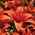 Çift Kişilik Asya zambak - Kırmızı İkiz - Lilium Asiatic Red Twin