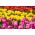 Trojfarebný tulipánový set - veľké balenie - 45 ks - 