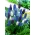 Jacinthe grappe - Muscari - Sélection de variétés colorée - 160 pcs - 
