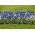 Hroznová hyacint - Muscari - bílé a modré uspořádání - 60 ks - 