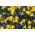 Blå gul sett - drue hyacint + jonquil - 60 stk - 