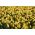 Keltainen glade - Tulppaanien ja jonquilien sarja - 50 kpl - 