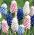 Hyacint hroznů - Muscari - výběr ze 4 barevných odrůd - 60 ks - 