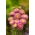 Princeza aster "Sandra" - ružičasta - 225 sjemenki - Callistephus chinensis  - sjemenke