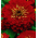 پرچم اتریش - دانه های 3 گونه گیاهی گلدار - 