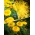 Giallo - semena 3 druhů kvetoucích rostlin - 