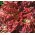 ผักกาดหอม "Rosela" - Lactuca Sativa L. var. capitata  - เมล็ด