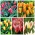 زهور الأقحوان - اختيار الأصناف البارزة - 50 قطعة - 