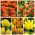 Тулип са двоструким цветовима - избор сорти у нијансама жуте и наранџасте - 50 ком - 