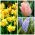 Frescura de primavera - Selección de tres especies de plantas - 52 uds. - 