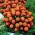 Marigold Prancis "Laura" - bunga ganda, varietas oranye-mahoni - Tagetes patula L. - biji