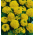 Горщик календули "Купідо" - низькорослий, двоквітковий, жовтий сорт - Tagetes erecta nana - насіння