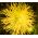 Litevská vlajka - sada semen tří odrůd kvetoucích rostlin -  - semena