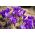Rekor Bunga Crocus - 10 lampu - Crocus Flower Record