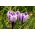 Crocus King Of The Striped - 10 kvetinové cibule