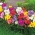 Freesia s dvostrukim cvjetovima - izbor boja - veliki paket! - 100 kom - 