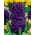 כוכב סגול Hyacinth - Pack גדול! - 30 יח ' - 