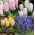 Hyacinth - färgval - stort pack! - 30 st - 