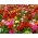 Ranunculus - pemilihan warna - pek besar! - 100 pcs; buttercups spearworts, air crowfoots - 