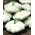 Zucca - Patisoniana - Custard White - 24 semi - Cucurbita pepo var. patisoniana