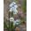 Striped squill - Puschkinia scilloides - stor pack! - 100 st - 