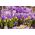Crocus Tricolor - 10 kvetinové cibule