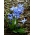 Siberian squill - stor pack! - 150 st; trä squill - 