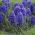 Hyacinth Blue Jacket - paquete grande! - 30 piezas - 