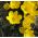 Sternbergia - vinter påsklilja - stor pack! - 20 st; höst påsklilja, fall påsklilja, lilja-of-field, gul höst krokus - 