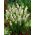 Biely koberec - hyacint z bieleho kvetu - veľké balenie! - 100 ks - 