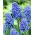 Jacinthe grappe arménienne Blue Spike - grand paquet - 100 pcs - 