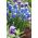 Aucher-Eloy grape hyacinth - Muscari Mount Hood - grootverpakking! - 100 stuks - 