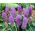 Feather grape hyacinth – Muscari plumosum – large pack! – 100 pcs