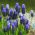 Plokščių vynuogių hiacintas - Muscari latifolium - didelė pakuotė! - 100 vnt - 