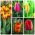 Early single–flowered tulip –  Colourful variety selection – 50 pcs