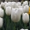 Fehér tulipán - nagy csomag! - 50 db.