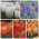 Auswahl der hohen Tulpen - 5 Kulturvarietäten - 50 Stück