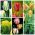Tulip hijau - Pilihan varietas luar biasa - 50 pcs - 